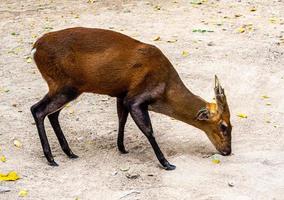 um cervo latindo no solo seco, criado no zoológico com uma etiqueta presa à orelha foto