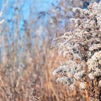 cana seca contra céu azul claro em dia ensolarado ao ar livre. abstrato natural em cores neutras. panículas de grama de pampas na moda mínimas. foco seletivo foto