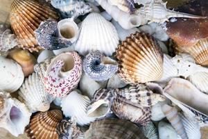diferentes conchas do mar empilhadas como um fundo foto