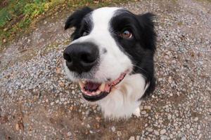 atividade do animal de estimação. cachorrinho border collie andando no parque ao ar livre. cão de estimação com cara engraçada, sentado na estrada em dia de verão. cuidados com animais de estimação e conceito de vida de animais engraçados. cão emocional engraçado. foto