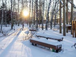 parque da cidade no inverno. banco em um bosque de bétulas. foto