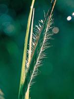 close up de gotas de orvalho em uma grama peluda foto