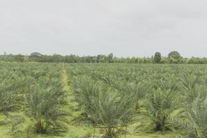 plantação de palmeiras na tailândia, conceito de agricultura de turismo. foto