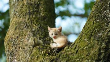 dois gatinhos fofos subindo na árvore para descansar foto