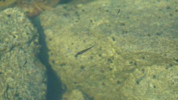 os peixes nadando debaixo d'água na lagoa foto