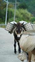 um cavalo mula carregando o material de construção andando pela estrada foto