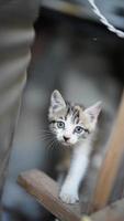 o gatinho fofo brincando no quintal foto