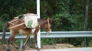 um cavalo mula carregando o material de construção andando pela estrada foto