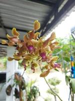 foco seletivo de lindas flores de orquídea dendrobium amarelo descolorir no jardim em fundo desfocado. foto
