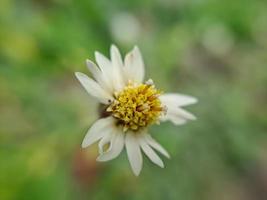 foto macro de belas plantas selvagens exóticas