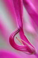 cleome abstract