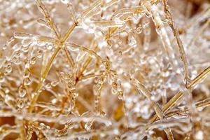 planta de trigo de gelo congelado foto