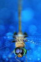 libélula na água azul
