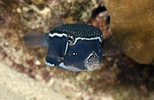 boxfish / ostracion witleyi