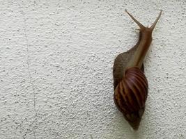 um caracol marrom sobe em uma parede de cimento branco. foto