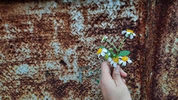 mão segurando uma linda flor branca no fundo da parede de ferro enferrujado 02 foto