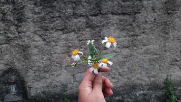 mão segurando uma linda flor branca no fundo da parede de tijolos texturizados 03 foto