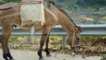 um cavalo mula carregando o material de construção andando pela estrada foto