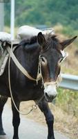 um cavalo mula carregando o material de construção andando pela estrada foto