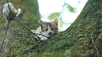 dois gatinhos fofos subindo na árvore para descansar foto