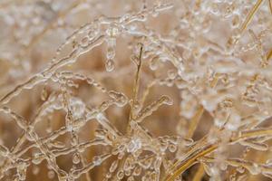 planta de trigo coberta de gelo