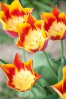 tulipa vermelha e amarela