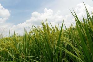 campo de arroz