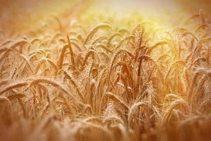 campo de trigo iluminado pelos raios do sol foto