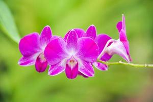 lindo ramo de flor de orquídea dendrobium rosa brilhante roxo