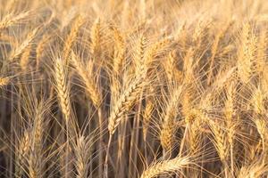 close up de um campo de trigo