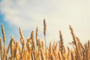 campo de trigo.