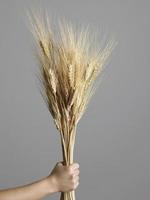 mão de uma mulher segurando um monte de plantas de trigo