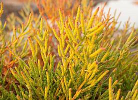 halófita - planta que cresce em águas de alta salinidade