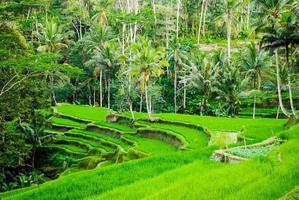 terraços de campos de arroz em bali, indonésia