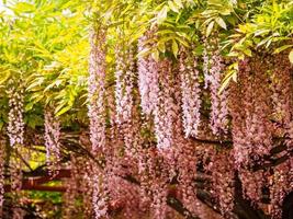 série flores da primavera, wisteria trellis