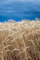 campo de ouro de trigo antes da tempestade