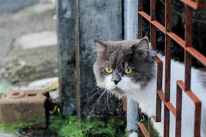 gato persa sentado no chão de concreto e olhar em linha reta. foto