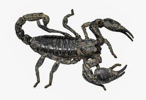 escorpião isolado na vista superior de fundo branco, escorpião de lama foto