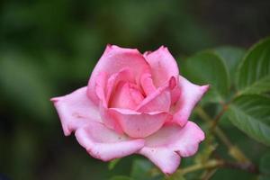 linda floração rosa claro rosa flor florescendo foto