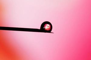 um embrião humano na ponta de uma agulha. inseminação artificial. foto