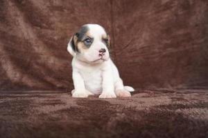 a aparência geral do beagle se assemelha a um foxhound em miniatura. beagles têm narizes excelentes. beagles são usados em uma variedade de procedimentos de pesquisa. beagles têm narizes excelentes. foto