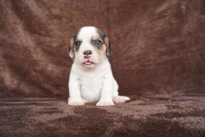 a aparência geral do beagle se assemelha a um foxhound em miniatura. beagles têm narizes excelentes. beagles são usados em uma variedade de procedimentos de pesquisa. beagles têm narizes excelentes. foto