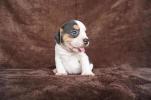 a aparência geral do beagle se assemelha a um foxhound em miniatura. beagles têm narizes excelentes. beagles são usados em uma variedade de procedimentos de pesquisa. beagles têm narizes excelentes. foto