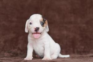 beagles têm narizes excelentes. beagles são usados em uma variedade de procedimentos de pesquisa. beagles têm narizes excelentes. imagem de cachorro tem espaço de cópia. foto