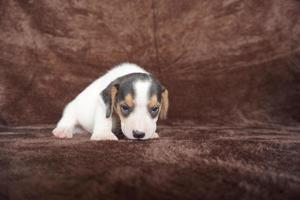 a aparência geral do beagle se assemelha a um foxhound em miniatura. beagles têm narizes excelentes. beagles são usados em uma variedade de procedimentos de pesquisa. beagles têm narizes excelentes. foto