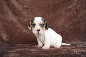 a aparência geral do beagle se assemelha a um foxhound em miniatura. beagles têm narizes excelentes. beagles são usados em uma variedade de procedimentos de pesquisa. beagles têm narizes excelentes. foto