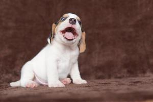 beagles têm narizes excelentes. beagles são usados em uma variedade de procedimentos de pesquisa. beagles têm narizes excelentes. imagem de cachorro tem espaço de cópia. foto