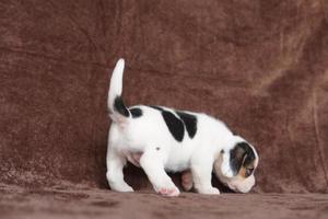 beagles têm narizes excelentes. beagles são usados em uma variedade de procedimentos de pesquisa. beagles têm narizes excelentes. imagem de cachorro tem espaço de cópia. foto