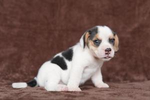 beagles têm narizes excelentes. beagles são usados em uma variedade de procedimentos de pesquisa. beagles têm narizes excelentes. imagem de cachorro tem espaço de cópia. foto