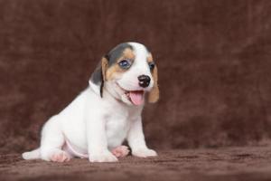 beagles têm narizes excelentes. beagles são usados em uma variedade de procedimentos de pesquisa. beagles têm narizes excelentes. imagem de cachorro tem espaço de cópia. foto